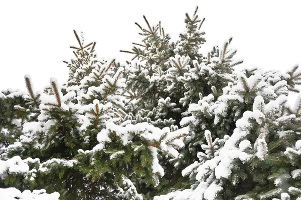 Karla kaplı çam ağaçlarının görünümü Kapat — Stok fotoğraf