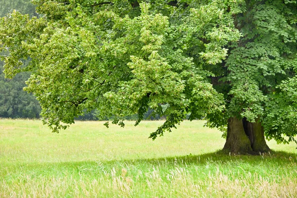 Renkli meadows bir arka plan üzerinde altında linden yeşil.