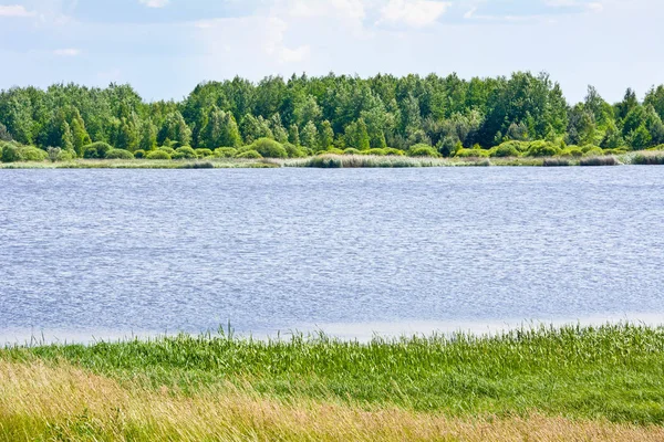 Young spring vegetation on the edge of the water. — Stock Photo, Image