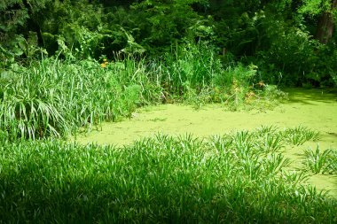 Güneşin parlak ışınları yoğun çalılıkları.