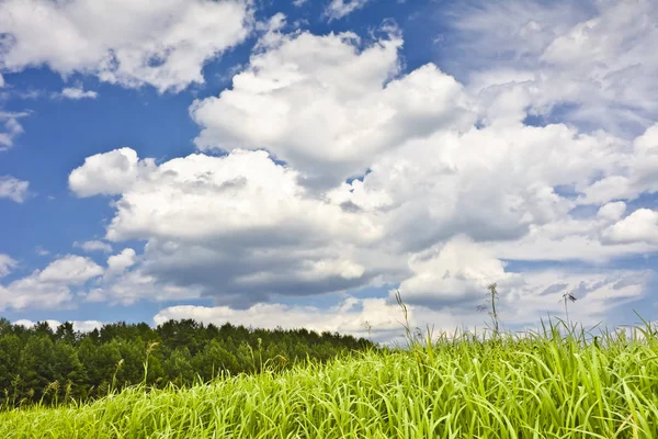 Paisagem com nuvens árvores e juncos — Fotografia de Stock