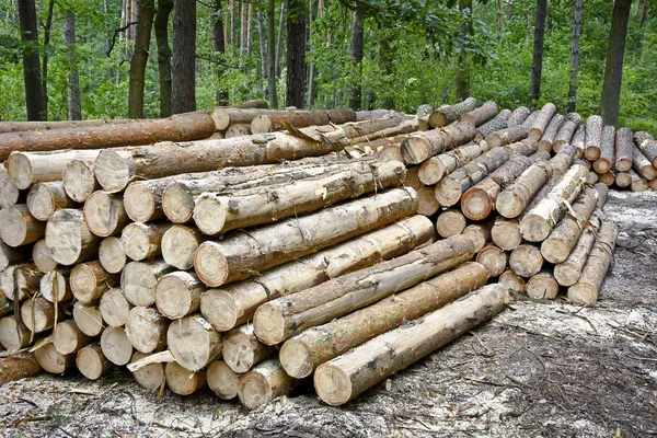 在森林的砍伐树木的堆栈. — 图库照片
