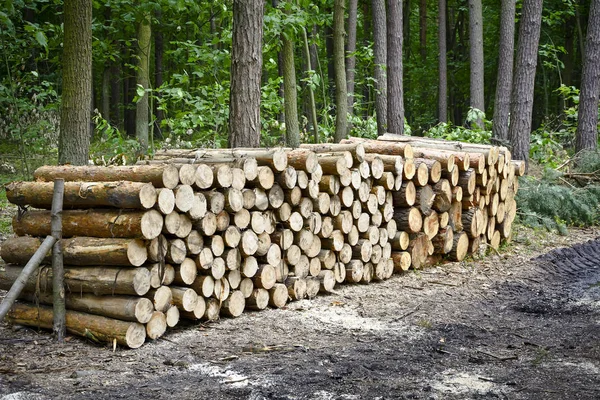 Stack of felled trees in the forest. — Stock Photo, Image