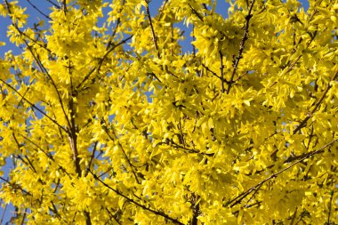 Altın çiçeklerle blooming forsythia çalı.