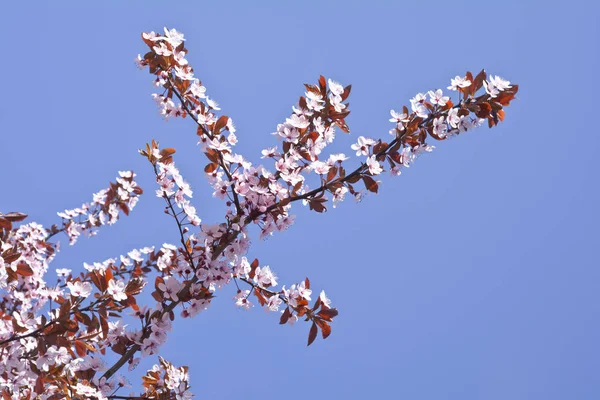 Schön blühende rötliche Pflaumenblüten. Hintergrund. Textur. — Stockfoto