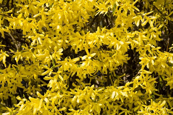 Arbusto floreciente de forsythia con flores doradas . — Foto de Stock