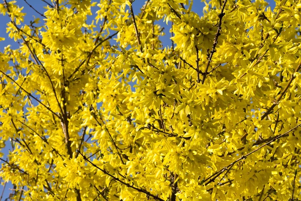 Kwitnący krzew Forsythia ze złotymi kwiatami. — Zdjęcie stockowe