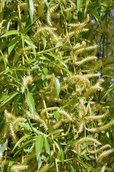 Young branches of willow weeping with catkins. Background. Texture. — ストック写真