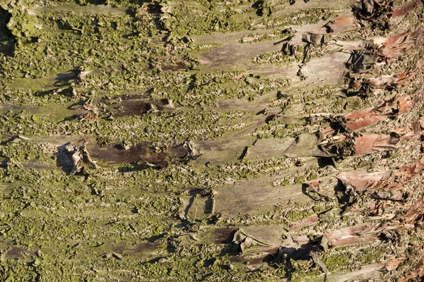 Eski bir kiraz ağacının gövde üzerinde kabuk. Details.Texture.