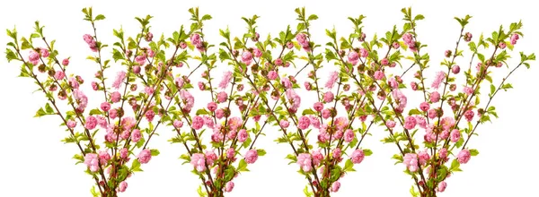 Banda kytice rozkvetlých mandlové květy. — Stock fotografie