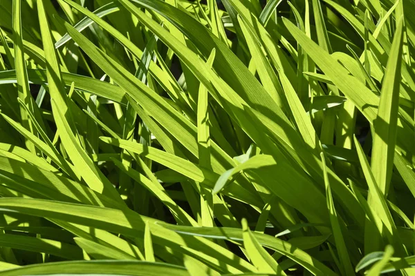 Fondo de hierba verde alta resaltada por el sol . — Foto de Stock