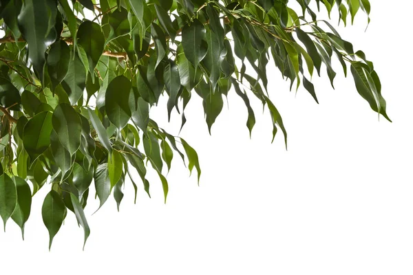 Beyaz arka planda taze yapraklı fikus dalları.