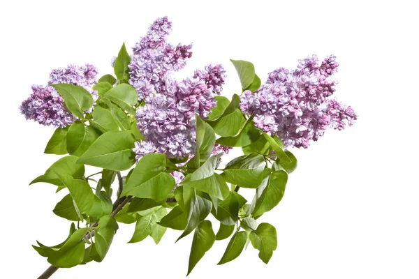 Brindilles lilas fraîches avec des fleurs sur fond blanc . — Photo