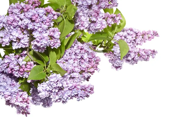 Ramitas de color lila fresco con flores sobre un fondo blanco . — Foto de Stock