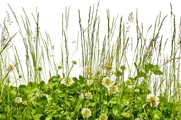 Extremidades floreciendo en un prado sobre un fondo blanco . — Foto de Stock