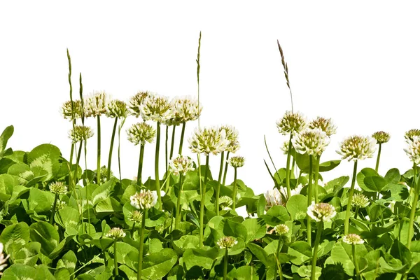 Membre fleurissant dans une prairie sur un fond blanc . — Photo