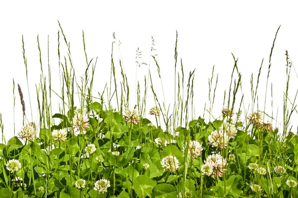 Membro florescendo em um prado contra um fundo branco . — Fotografia de Stock