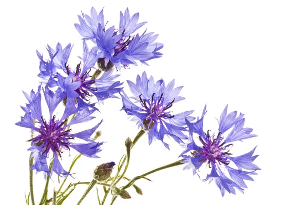 Flores de milho em um fundo branco. Várias flores de milho azuis de perto . — Fotografia de Stock
