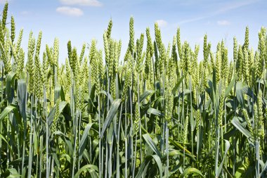 Yeşil buğday kulakları gökyüzüne karşı.
