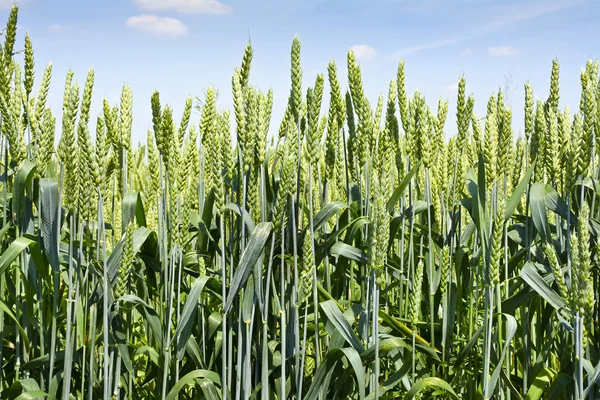 Yeşil buğday kulakları gökyüzüne karşı.