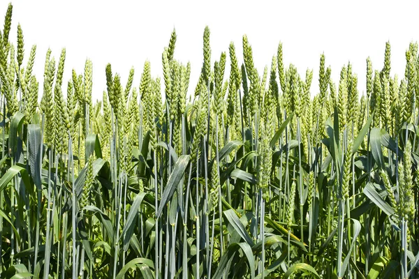 白地に緑の小麦の穂. — ストック写真