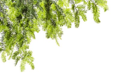 Background with light green twigs of yew. clipart