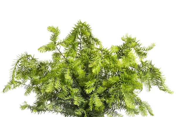 Beyaz arka planda bir buket genç porsuk dalı.