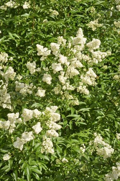 Egy virágzó tavaszi bush privet fehér háttér. — Stock Fotó