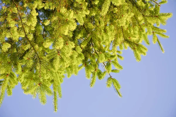 Rami di abete con giovani germogli contro il cielo . — Foto Stock