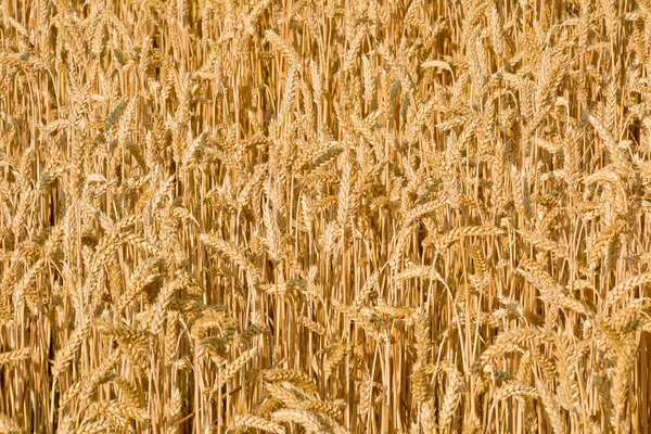 熟した小麦の日当たりの良いフィールドです。バック グラウンド. — ストック写真