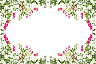 Çiçekli pembe bezelye sürgünler üzerinde beyaz bir arka plan ile çerçeve.