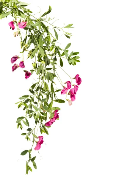 Brotes de flor de guisante rosa sobre un fondo blanco . —  Fotos de Stock