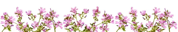 Ram med blommande rosa Malva på vit bakgrund. — Stockfoto