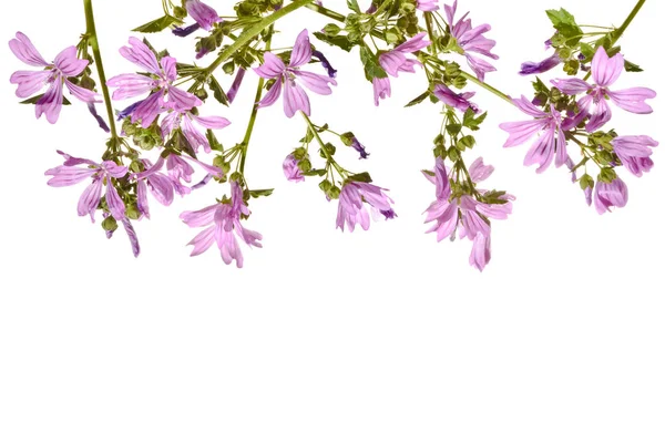 Malva rosa em flor isolada sobre um fundo branco . — Fotografia de Stock