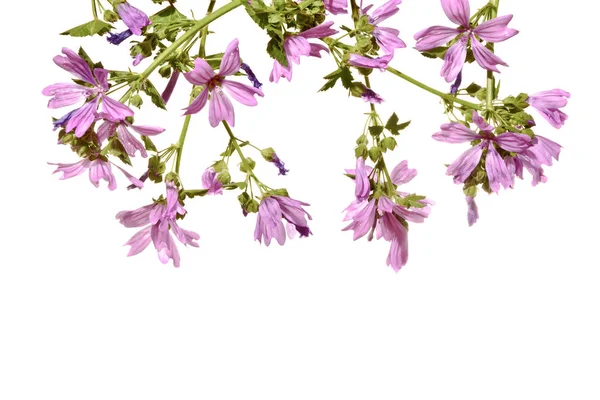 Malva rosa em flor isolada sobre um fundo branco . — Fotografia de Stock