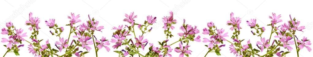 Frame with flowering pink mallow on a white background.