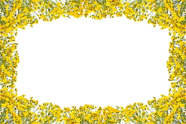 Rama z żółtym senecios na białym tle. — Zdjęcie stockowe