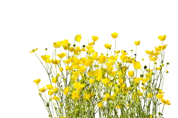 Beyaz zemin üzerine sarı düğünçiçekleri bir sürü.