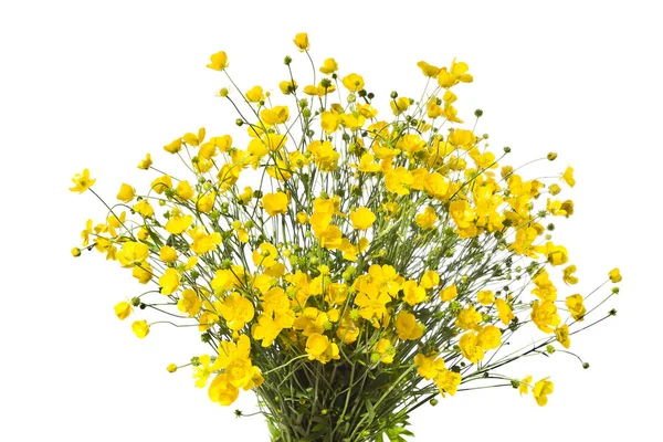 Buket sarı buttercaps beyaz bir arka plan izole.