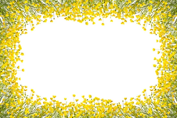 Рамка с желтыми лютнями на белом фоне . — стоковое фото