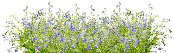 Beyaz arkaplanda mavi çiçekler  