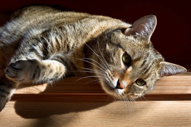 Kedi yavrusu gün ışığında mobilyaların üzerinde yatıyor.