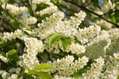 Çiçek açan kuş kirazı ağacı