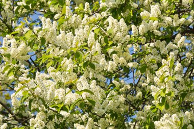 Çiçek açan kuş kirazı ağacı