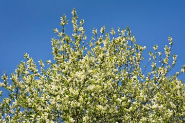 Çiçek açan kuş kirazı ağacı