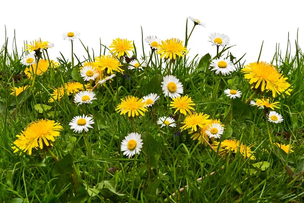 Çiçekli papatyalar ve karahindibalarla bezenmiş.