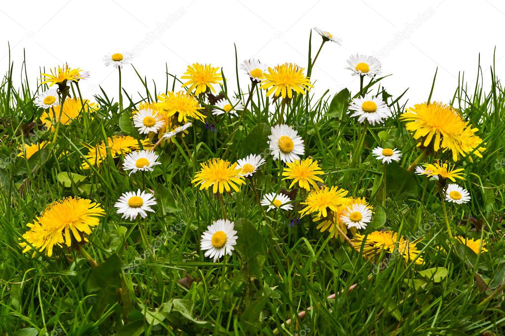 Lawn with blooming daisies and dandelions
