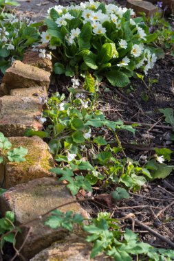 Çiçek yatağı ve yeşil bitkiler turuncu bir çitin yanında. Baharda beyaz çiçekler açar. Kapatın. Yan görüş. Boşluğu kopyala
