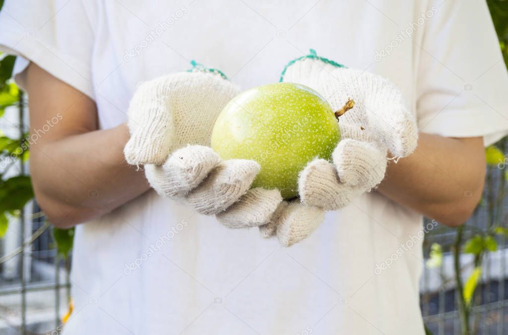 Close-up hands holding fresh Passion fruit. Woman wearing white glove holding passion fruit with garden background.