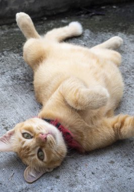 Sevimli şişko kızıl kedi yerde tembelce yuvarlanıyor - görüntü